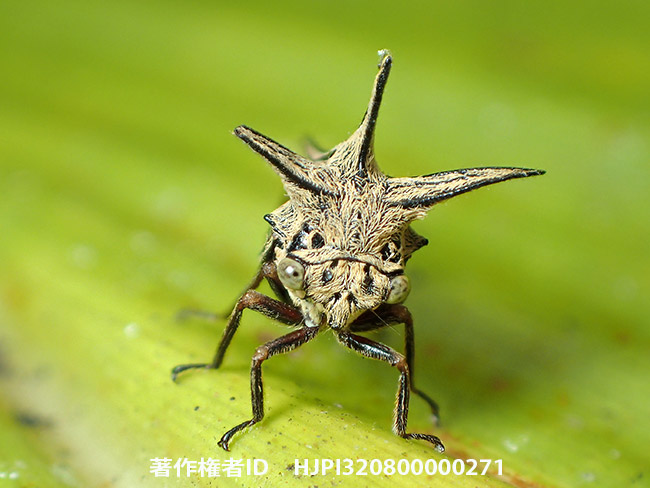 チョウツノゼミ　Choucentrus sinensis