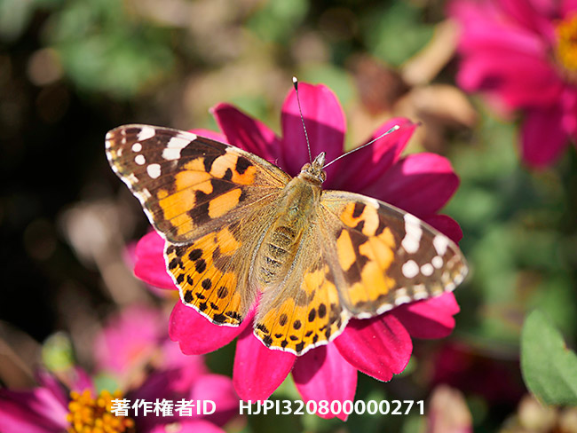 30mmマクロでヒメアカタテハ Vanessa cardui