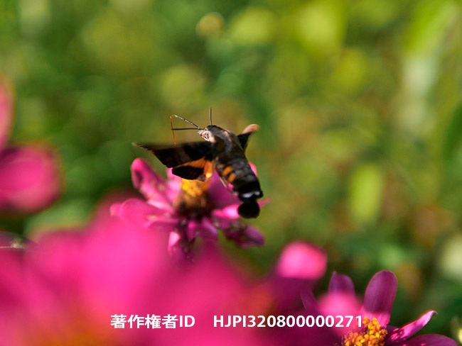 25mmF1.4でホシホウジャクを撮る　Macroglossum pyrrhosticta