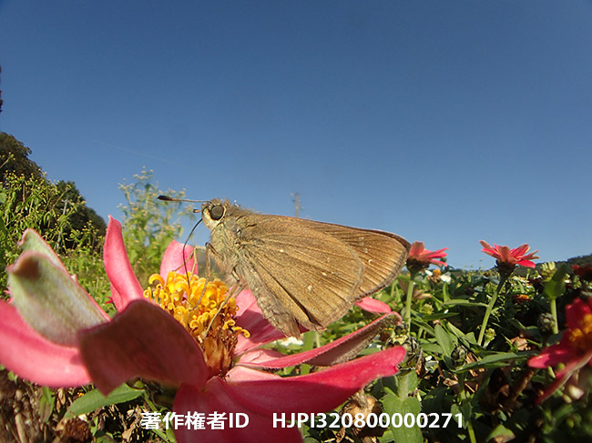 魚露目でチャバネセセリ　Pelopidas mathias