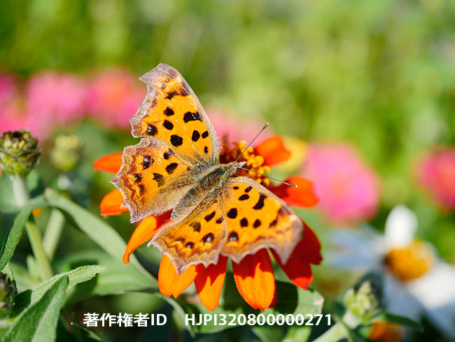 キタテハの秋型 Polygonia c-aureum