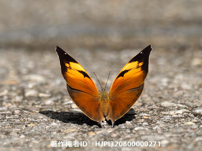 イワサキコノハ　Doleschallia bisaltide