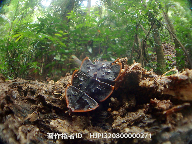 サンヨウベニボタル Platerodrilus sp.