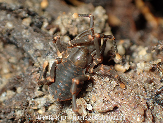 変わったザトウムシ　Sandokanidae