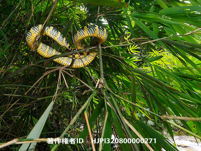 ヨロイハブのメス　Tropidolaemus wagleri