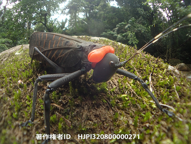 アカエリギスを魚露目で　Typhoptera sp.
