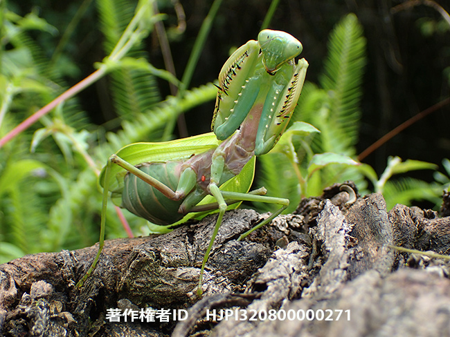 ハラビロカマキリの仲間をTG-4で　Hierodula sp.