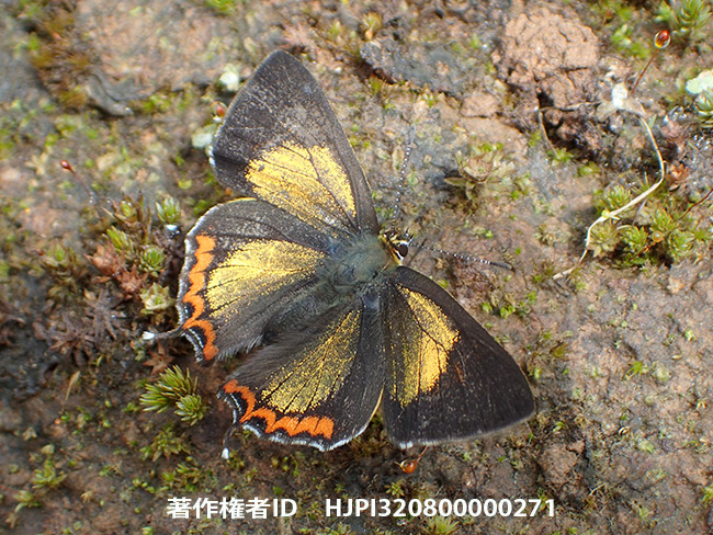 キンイロウラフチベニシジミ　Heliophorus brahma