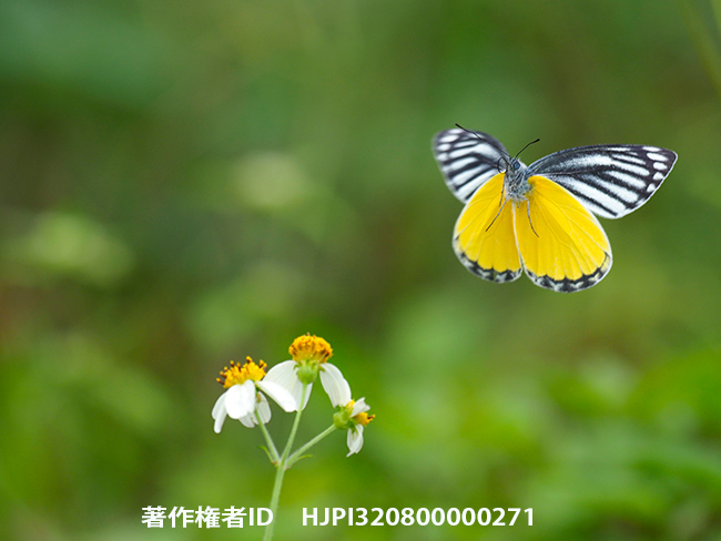 ヒメウラキカザリシロチョウの飛翔をE-M1Mk2で　Delias agostina agostina 