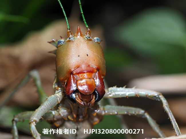 トゲトゲギスをE-M1 Mark IIにマクロフラッシュで　 Ellatodon blanchardi 