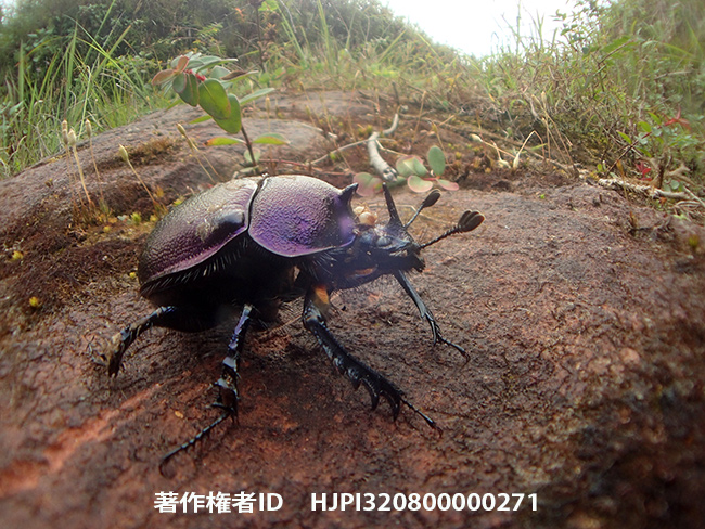 ムラサキツノセンチコガネ　Enoplotrupes sp.