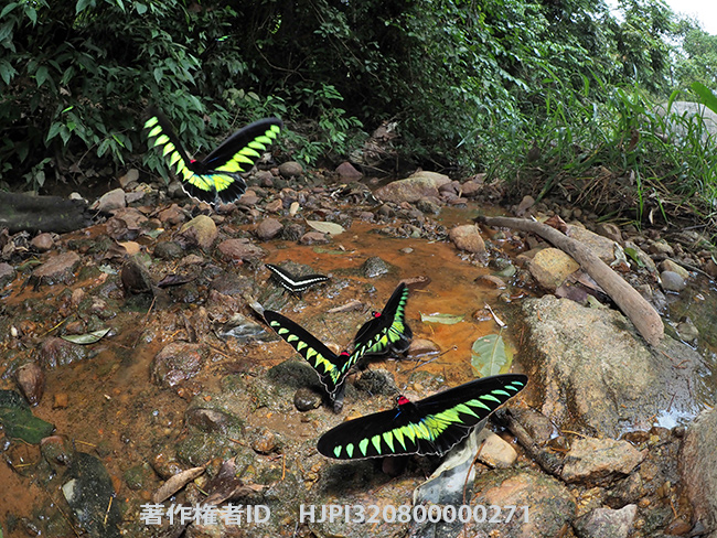 アカエリトリバネアゲハをE-M1 Mark IIでフラッシュ連写　Trogonoptera brookiana