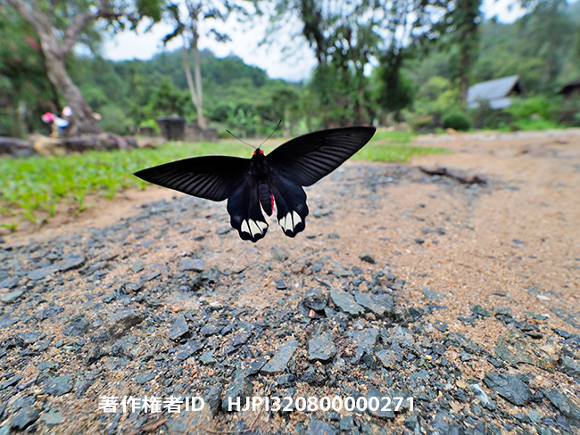 シロモンアケボノアゲハの飛翔をE-M1 Mark IIのプロキャプチャーモードで　Atrophaneura zaleucus