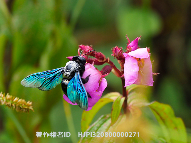 美しいクマバチをE-M1 Mark IIに超望遠で　Xylocopa sp.