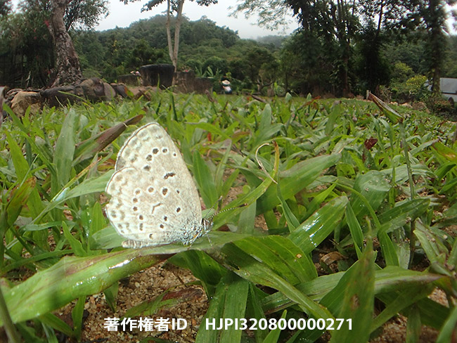 魚露目でタイのヤマトシジミ　Pseudozizeeria maha