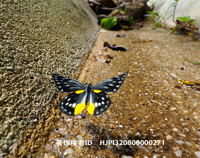 ベラドンナカザリシロチョウの飛翔　Delias belladonna