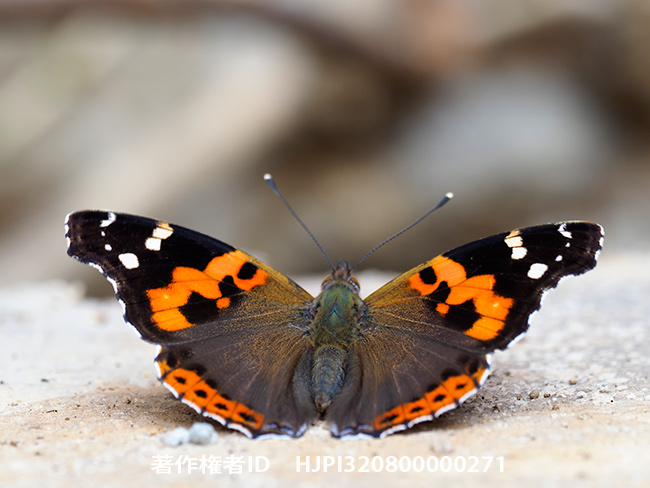 アカタテハ　Vanessa indica