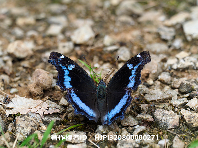 ルリタテハ Kaniska canace