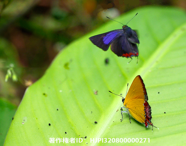 ウラフチベニシジミの飛翔　Heliophorus sp.