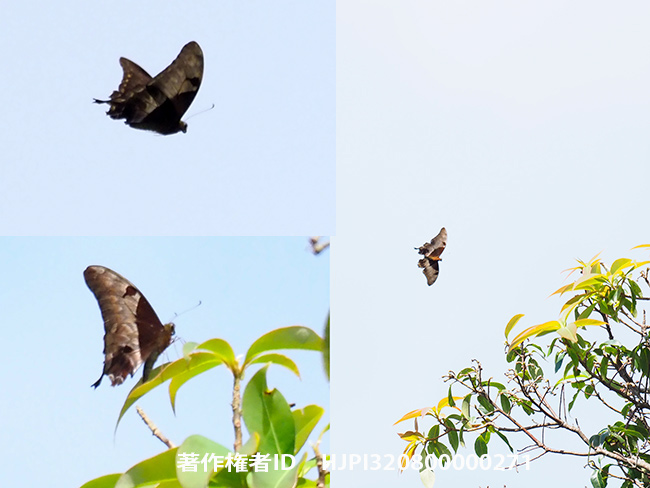 クロカギバアゲハ　Meandrusa lachinus 