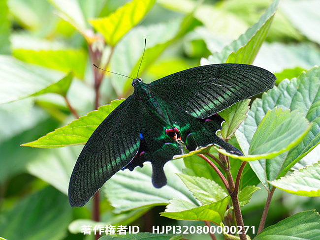 オオクジャクアゲハ　Papilio arcturus