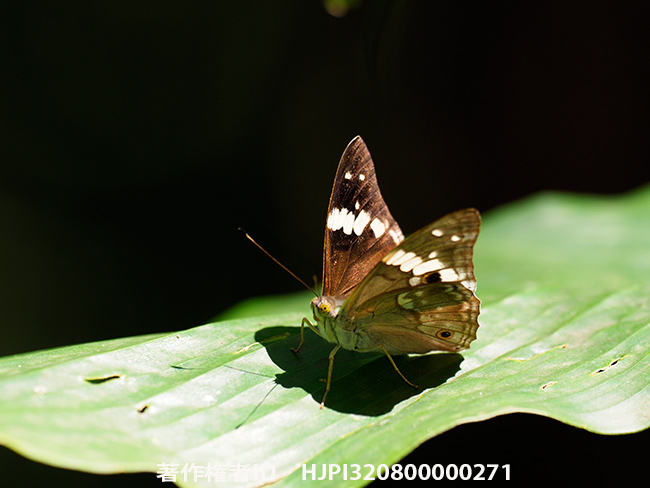 ナガコムラサキ　Chiltoria naga