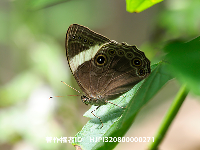 ナガクロヒカゲ Lethe naga