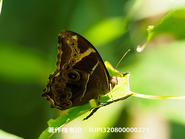 シロオビヒカゲ Lethe europa