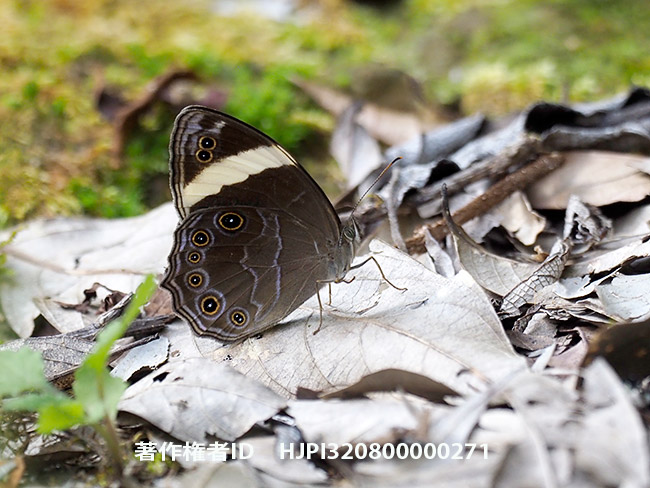 シロオビクロヒカゲ Lethe verma