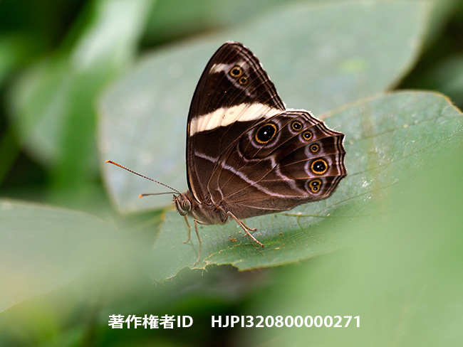 ヒメシロオビクロヒカゲ Lethe confusa 