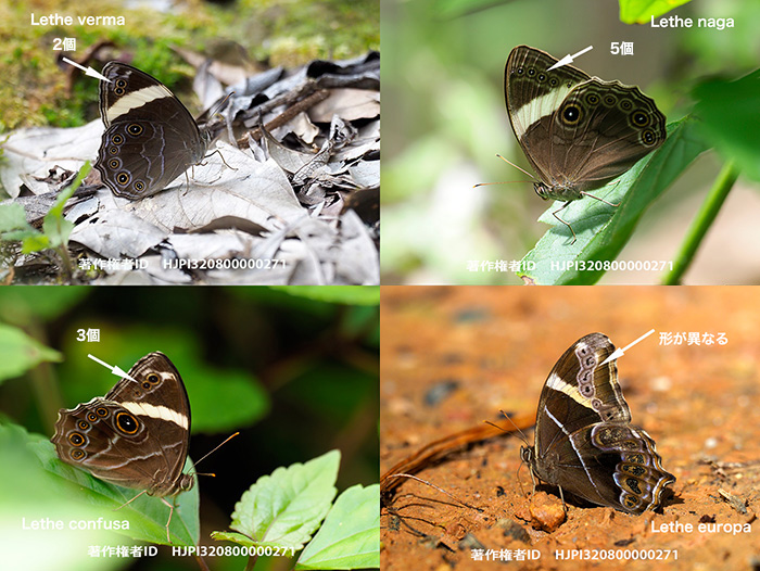 タイ北部の白い帯のあるクロヒカゲの見分け方