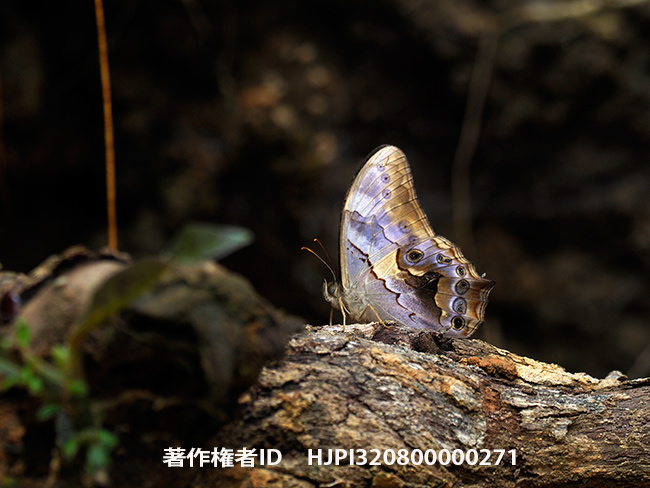 メスチャヒカゲ　Lethe chandica　