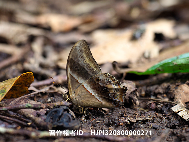 メカラヒカゲ　Lethe mekara