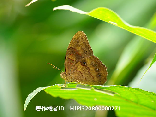 グルニハルヒカゲ　Lethe gulnihal