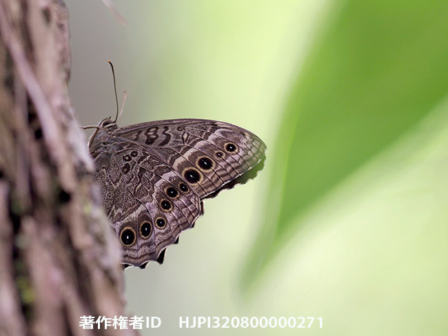 ウラキマダラヒカゲ　Neope muirheadii