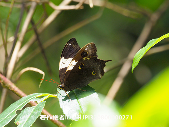 パトリアムカシヒカゲ Neorina　patria
