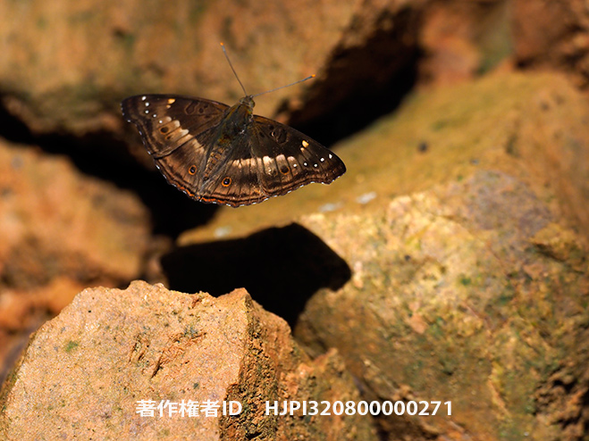 パルバータチビコムラサキの飛翔　Rohana parvata