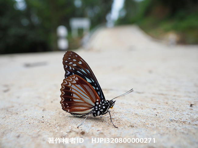 カバシタゴマダラ　Hestinalis nama