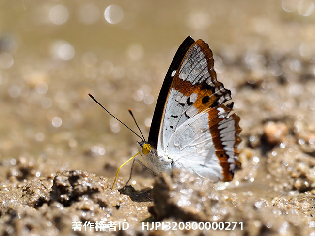 シロコムラサキ Mimathyma ambica