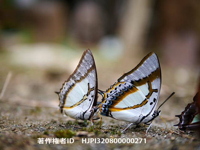 フタオチョウ　Polyura eudamippus 