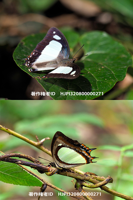 ヤリサスフタオチョウ Polyura jalysus 
