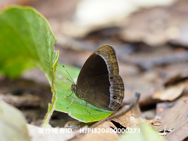 アダムソニーコジャノメ　Mycalesis adamsoni　Watson