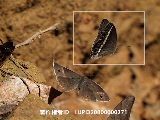 マルサラコジャノメ　Mycalesis malsara