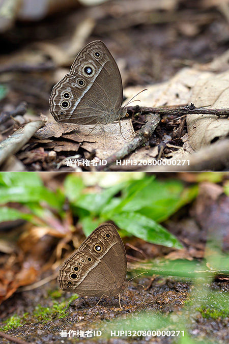 インターメディアコジャノメ　　Mycalesis intermedia
