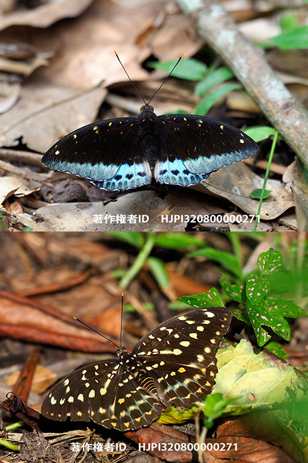 サトオオイナズマ　Lexias pardalis