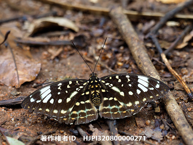 ヤマオオイナズマのメス　Lexias dirtea 