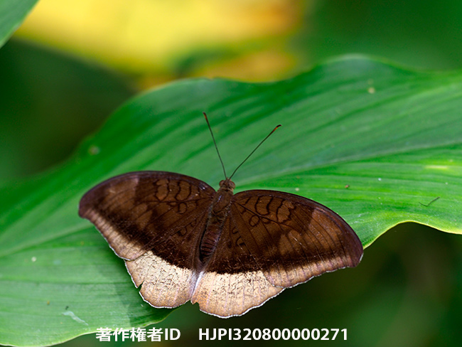 カギバヒメイナズマ　Cynthia lepidea