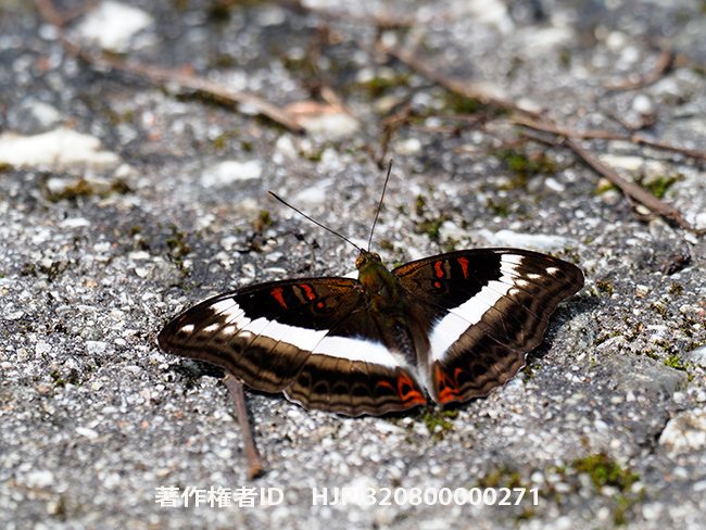 ムラサキイチモンジ　Parasarpa dudu 