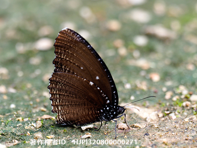 マレラスマネシジャノメ Elymnias malelas