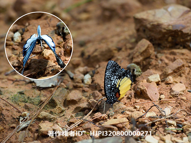 ヴァスデヴァマネシジャノメ Elymnias vasudeva